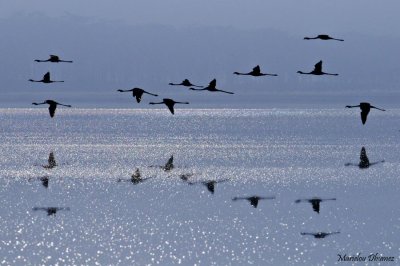 Flamingos flight over Lake Nakuru