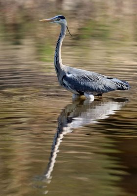 Heron