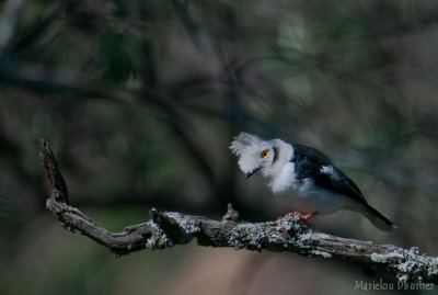 Grey-crested Helmetshrike - Bagadais à huppe grise - Prionops poliocephalus