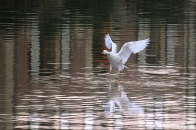 White goose - Oie blanche