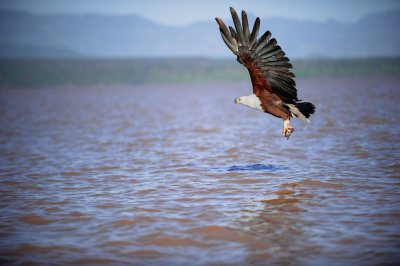 Fish-eagle - aigle pêcheur