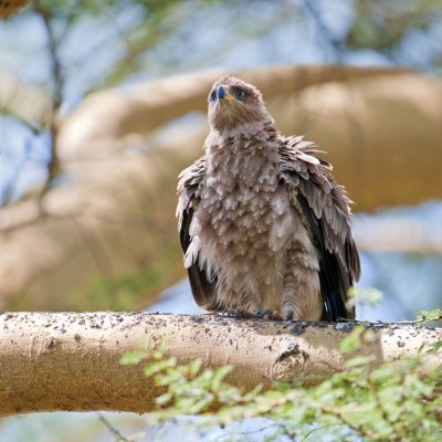 Tawny Eagle - Aigle ravisseur - Aquila rapax