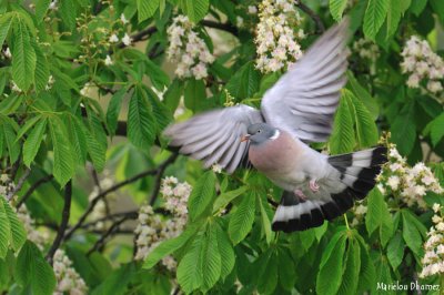 Pigeon à l'Ouest....!