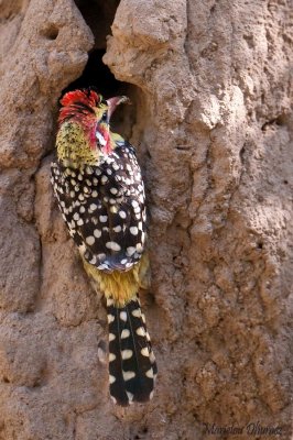 Red and yellow Barbet - Barbican