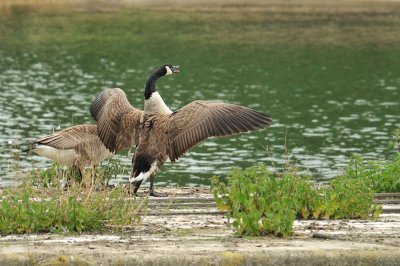 Canadian geese