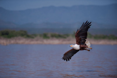 African fish-eagle