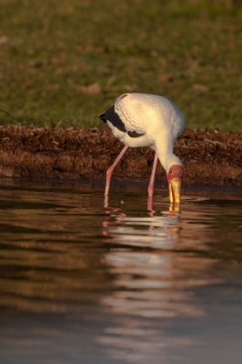 yellow-billed stork - Tantale ibis - Mycteria ibis