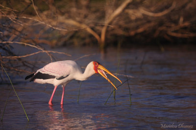 Yellow-billed stork - Tantale ibis - Mycteria ibis