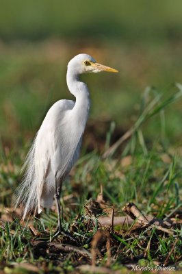 Héron intermédiaire, Egretta intermedia, Intermediate Egret