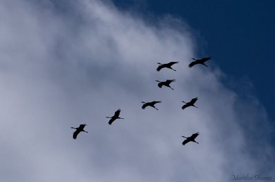 Common Crane- Grue cendrée - Grus grus