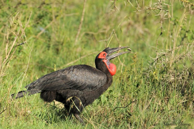 Southern Ground-Hornbill - Bucorve du sud - Bucorvus cafer -