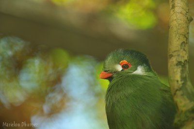 Scaly-breasted Lorikeet - Loriquet vert - Trichoglossus chlorolepidotus