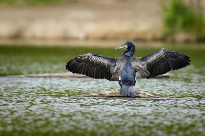Cormoran