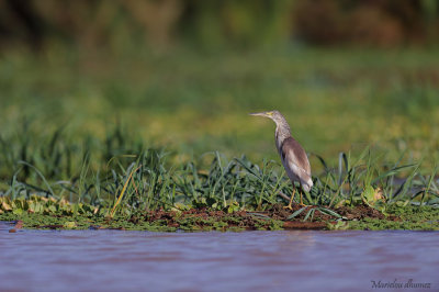 Squacco Heron Crabier chevelu - Ardeola ralloides