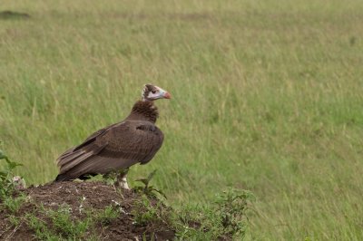 White-headed Vulture - Vautour à tête blanche immature -Trigonoceps occipitalis