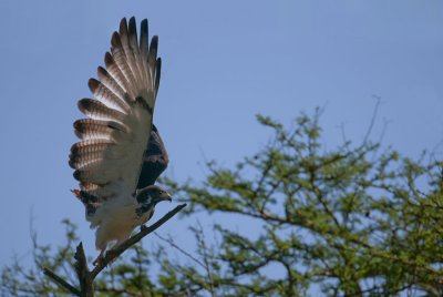 Augur Buzzard - Buse augure - Buteo augularis