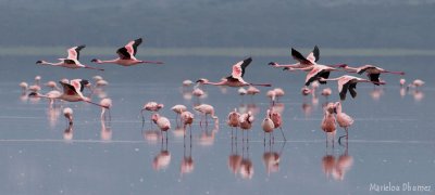 flamingos - Flamants roses