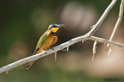 Blue-breasted Bee-eater - Guêpier à collier bleu - Merops variegatus