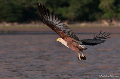 African Fish-Eagle