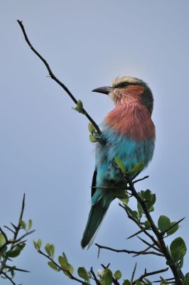 Lilac-breasted Roller - Rollier à longs brins