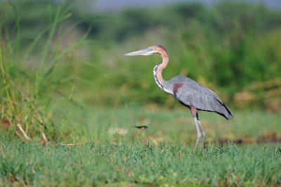 Heron