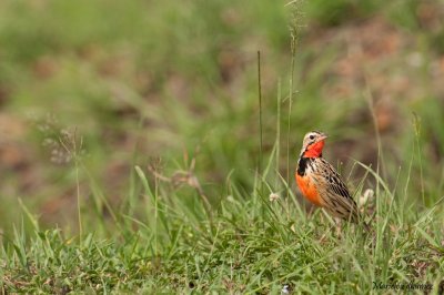 Rosy-throated Longclaw - Sentinelle à gorge rose - Macronyx ameliae -