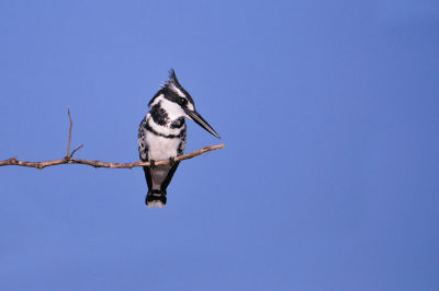 pied kingfisher - Alcyon-pie