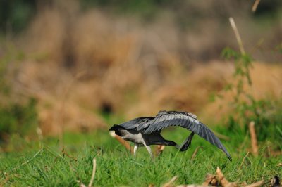Heron