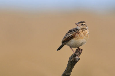 Rufous-naped Lark - Alouette à nuque rousse - Mirafra africana