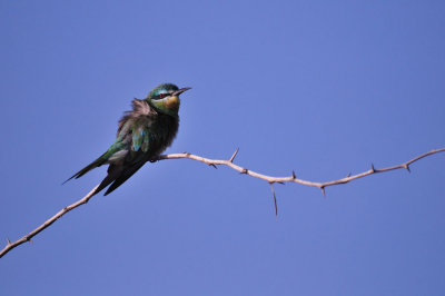 Kingfisher - Martin-pêcheur