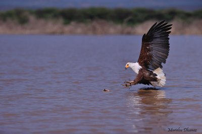 African fish-Eagle
