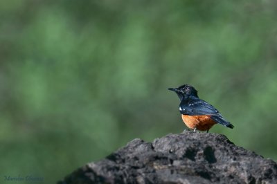 Mocking Cliff Chat - Traquet à ventre roux - Thamnolaeas cinnamomeiventris