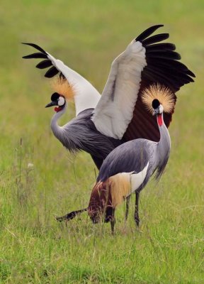 Crowned Cranes - Grues couronnées - Balearica pavonina