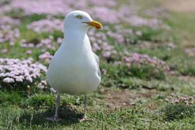 Seagull -Goéland