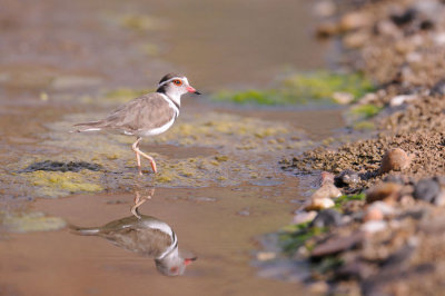 Gravelot à triple collier - Charadrius tricollaris - Three-banded Plover