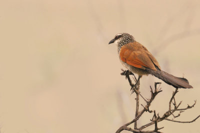 White-browed Coucal - Coucal à sourcils blancs - Centropus superciliosus