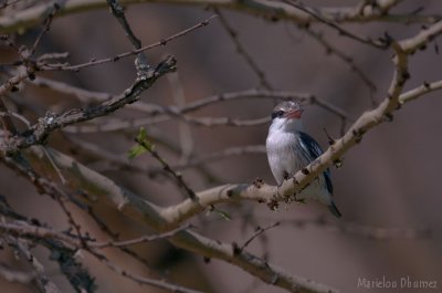 Striped Kingfisher - Martin-chasseur strié - Halcyon chelicuti.jpg
