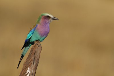 Lilac-breasted Roller - Rollier à long brins