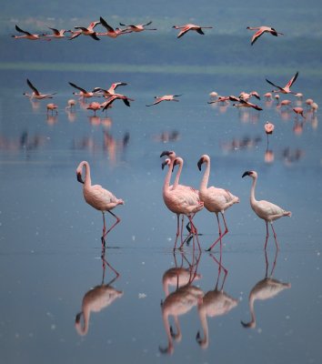 Pink flamingos - Flamants roses