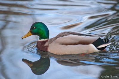 Mallard Duck - Canard Colvert - Anas platyrhynchos