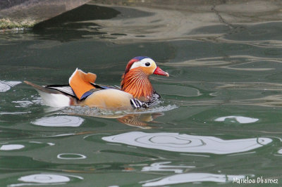 Mandarin Duck - Canard mandarin - Aix galericulata