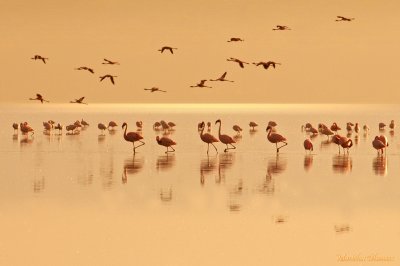 Pink flamingos - flamants roses