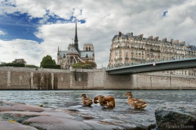 Ducks swimming in the Seine river and the Cathedral Notre-Dame in the background