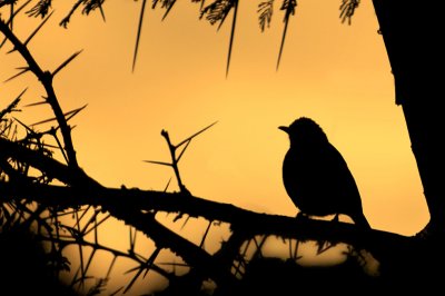 Cape Weaver- Tisserin du Cap - Ploceus capensis