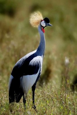 Crowned Crane - Grue couronnée