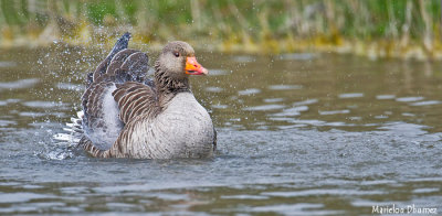 Greylag Goose - Oie cendrée - Anser anser