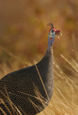 Helmeted Guineafowl - Pintade de Numidie -Numida meleagris