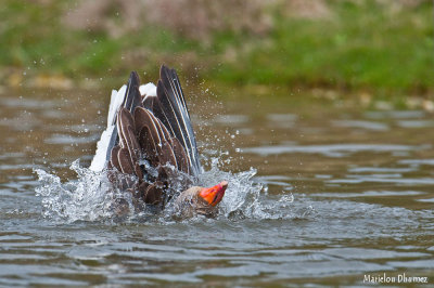 Greylag Goose - Oie cendrée - Anser anser