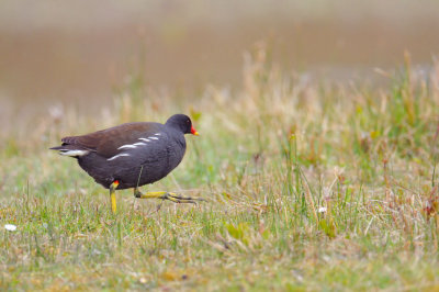 Common Moorhen -Gallinule poule-d'eau - Gallinula chloropus