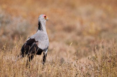 Secretary-bird - Messager sagittaire - Sagittarius serpentarius